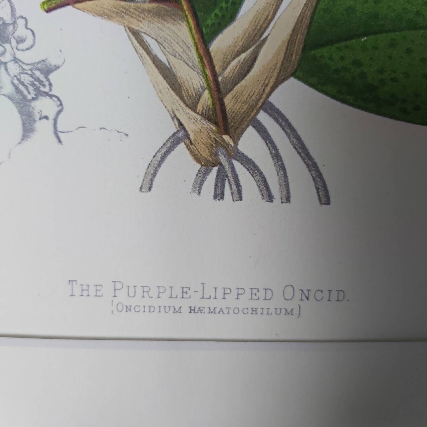 A Botanical Watercolour Print of an Orchid