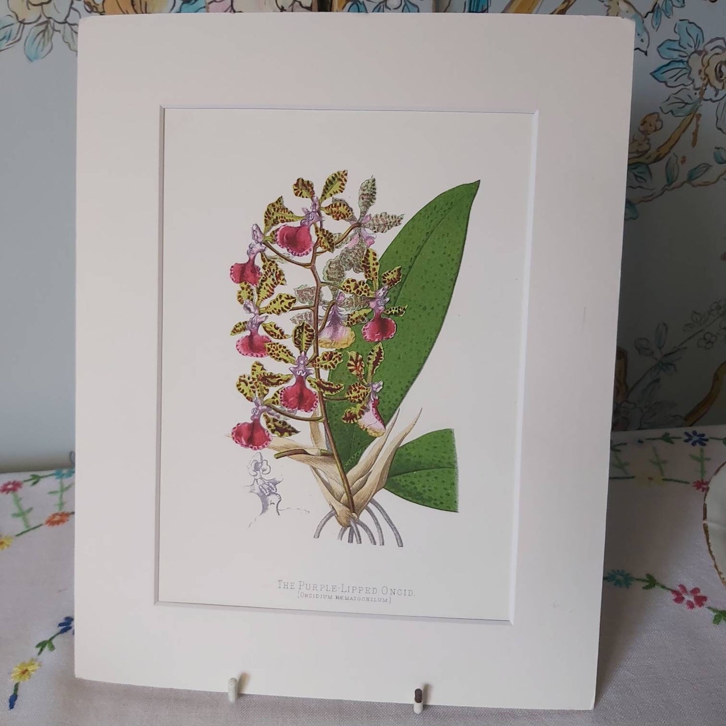 A Botanical Watercolour Print of an Orchid