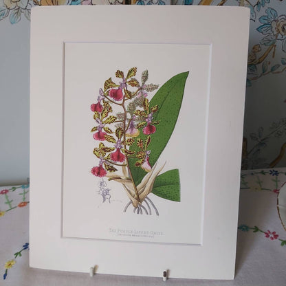 A Botanical Watercolour Print of an Orchid