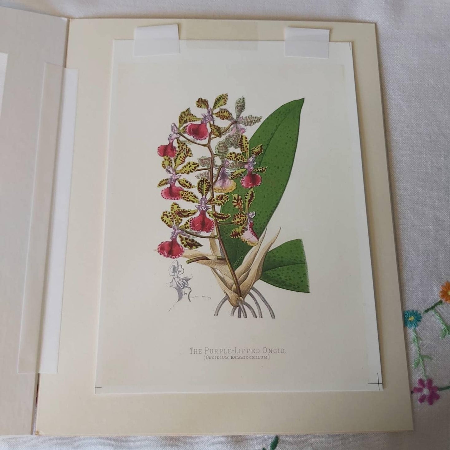 A Botanical Watercolour Print of an Orchid