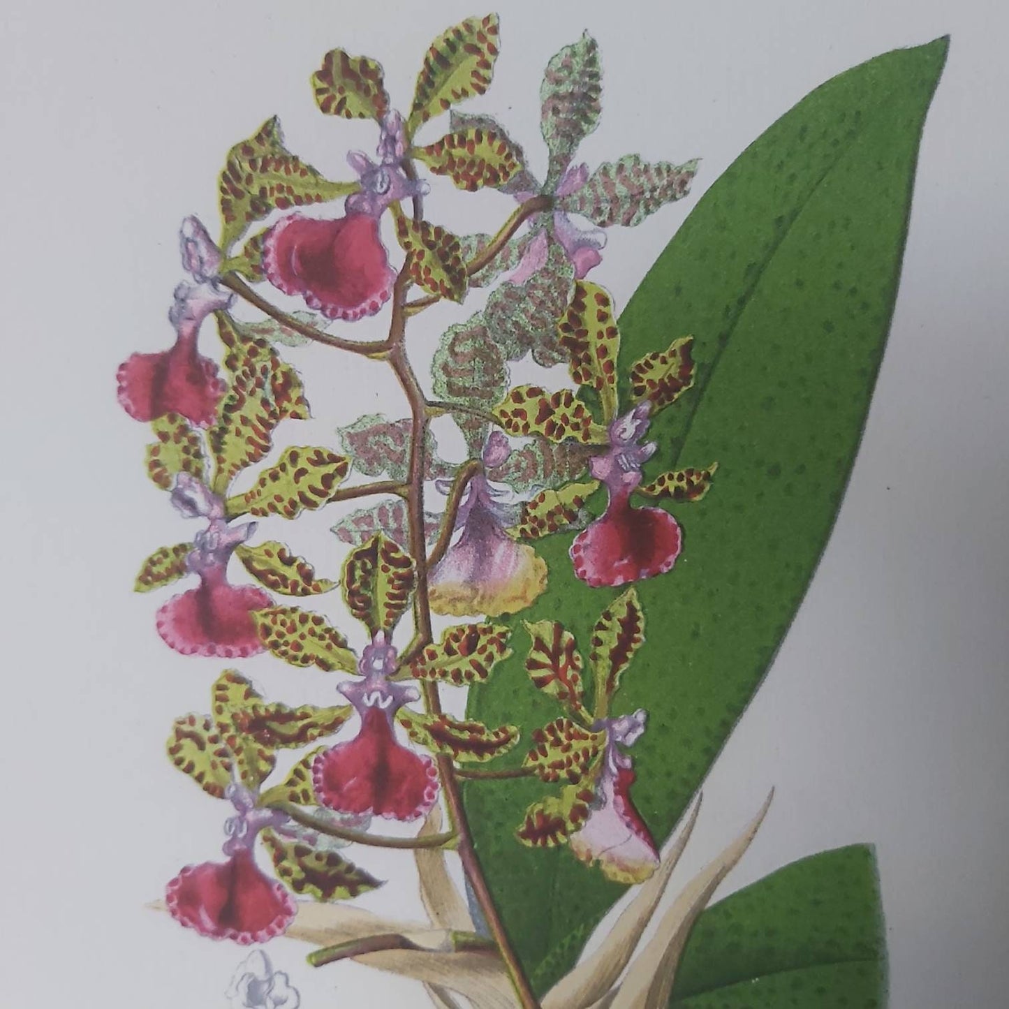 A Botanical Watercolour Print of an Orchid