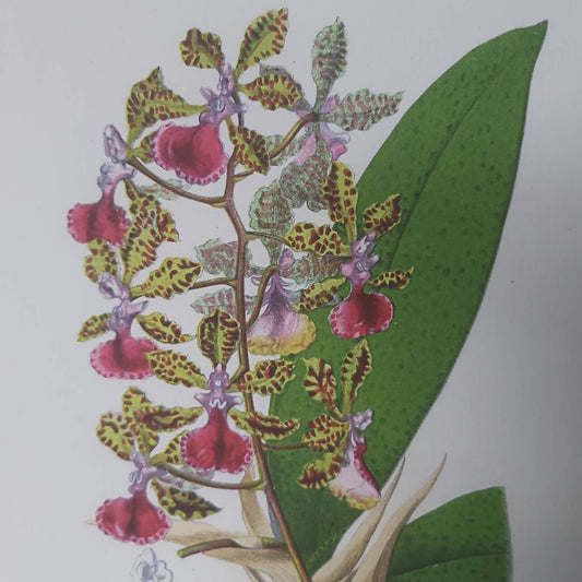 A Botanical Watercolour Print of an Orchid