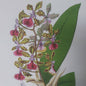 A Botanical Watercolour Print of an Orchid