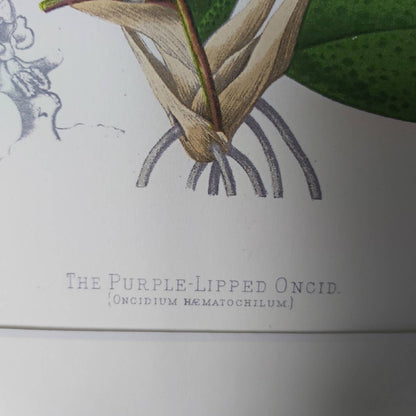 A Botanical Watercolour Print of an Orchid